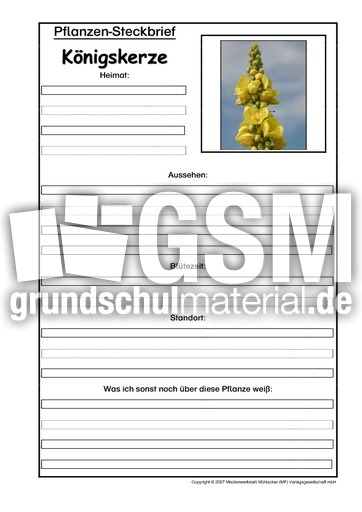 Pflanzensteckbrief-Königskerze.pdf